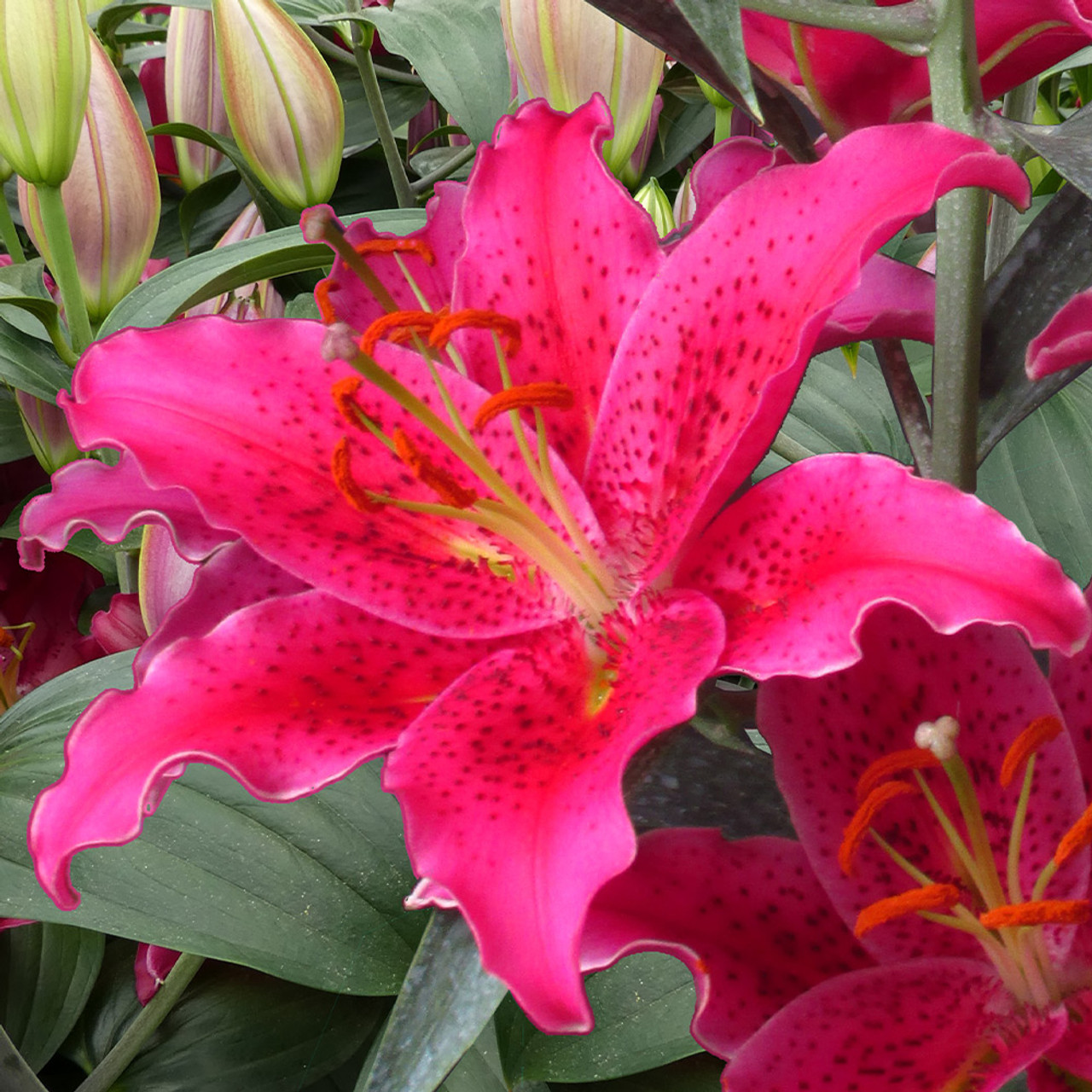 Lilium Oriental 'Gomera'